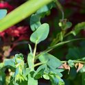 Cerinthe major 'Pride of Gibraltar'